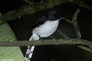 Dark-backed Sibia