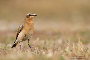 Northern Wheatear