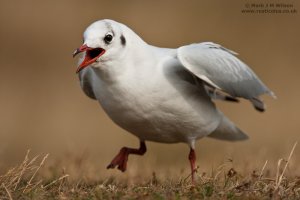 Black-headed Gull