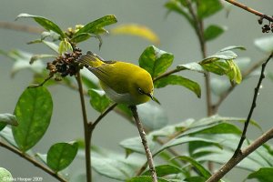 Oriental White-eye