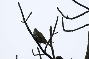 Striated Bulbul