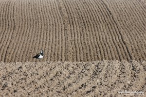 Lapwing in a man-made landscape