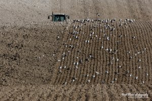 Gulls and tractor