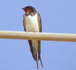 Barn Swallow