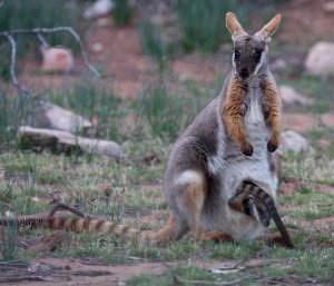 Yellow-footed Rock Wallaby