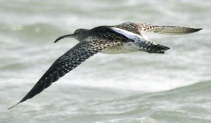 Whimbrel