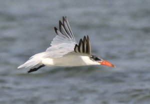 Caspian Tern