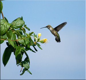 Honeysuckle and Rufous