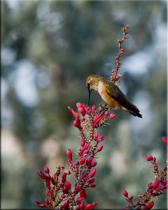 Rufous and Red Yucca