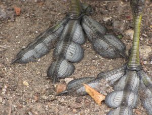 Coot feet