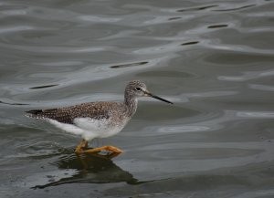 Greater Yellowlegs