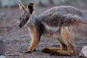 Yellow-footed Rock Wallaby