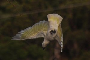 Sulpher-Crested Cockatoo (2/3)