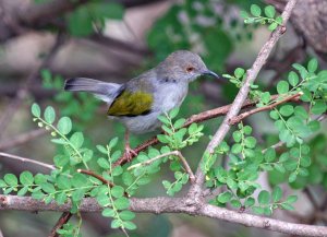 Grey-backed Camaroptera