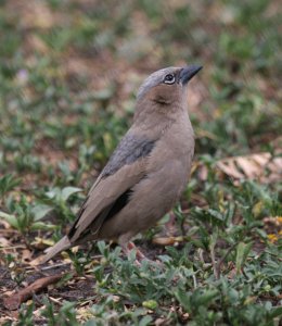 Grey-capped Social-Weaver