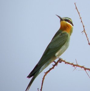 Blue-cheeked Bee-eater