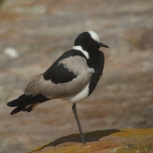 Blacksmith Plover