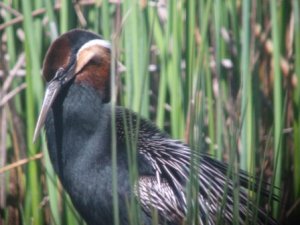 African Darter