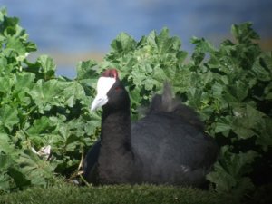 Red-Knobbed Coot