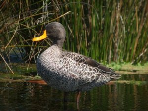 Yellow-billed Duck