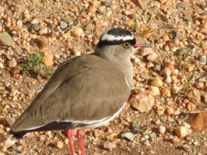 Crowned Plover