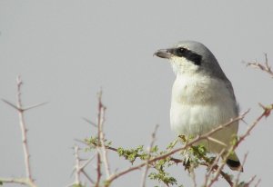 Great Grey Shrike