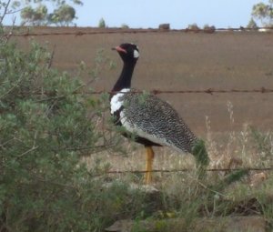 Southern Black Korhaan