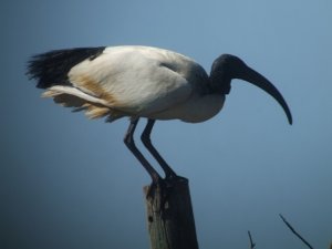 Sacred Ibis