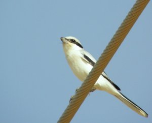 Great Grey Shrike