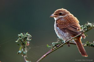 Red-backed shrike