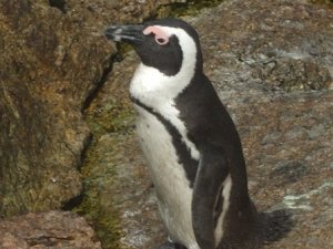 African (Jackass) Penguin