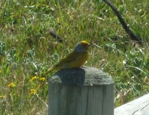 Cape Canary