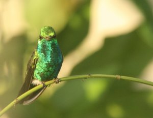 Canivet's Emerald