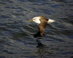 Grey-headed Albatross