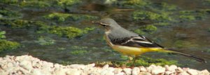 Grey Wagtail