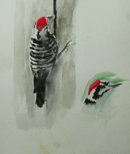 Nutall's Woodpecker watercolor study