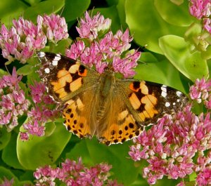 Painted Lady on Sedum