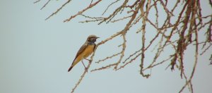 wheatear or else, need ID.