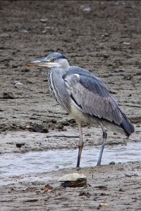 Grey heron