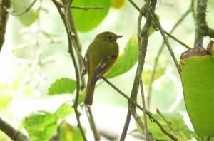 Ochre-bellied Flycatcher