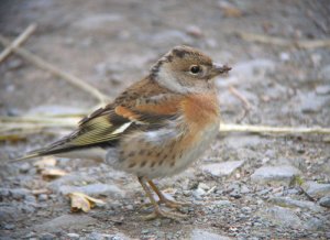 Brambling, Freiston RSPB