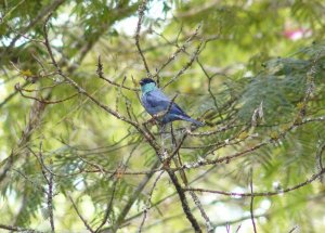 Black-capped Tanager