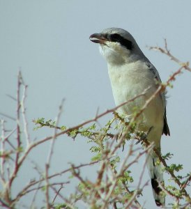 Great Grey Shrike