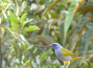 Blue-capped Tanager