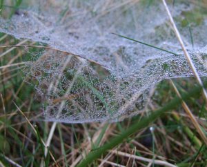 Dew covered Spider Web