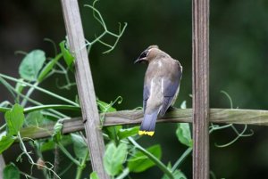 Cedar Waxwing in the sweetpea vines