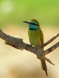 Little Green Bee Eater