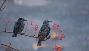 starlings autumn
