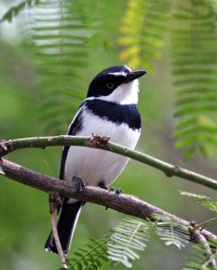 Chin-spot Batis