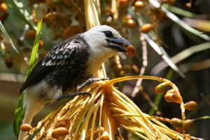 White-headed Barbet